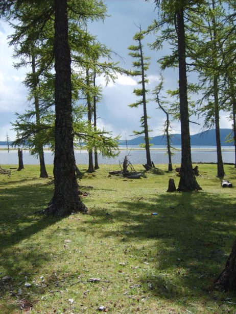 Woods on the lake Khövsgöl Woods on the lake Khövsgöl