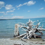 Dry tree in water, Mongolia