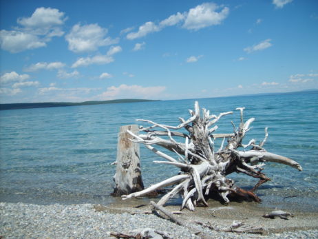 Dry tree in water, Mongolia Dry tree in water, Mongolia