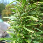 Marihuana Flower | Free Stock Photo | LibreShot