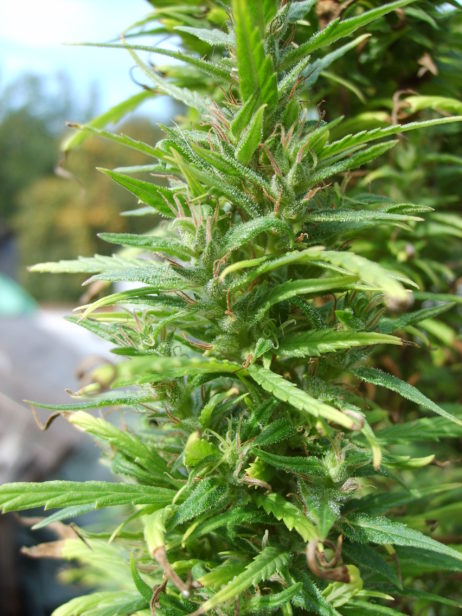 Marihuana Marihuana