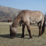 Mongolian horse