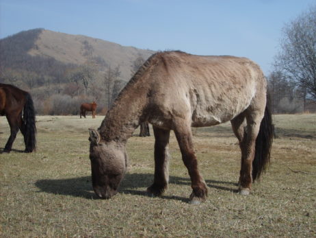 Mongolian horse Mongolian horse