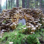 Mushroom city Mushroom city