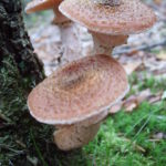Mushrooms on a tree