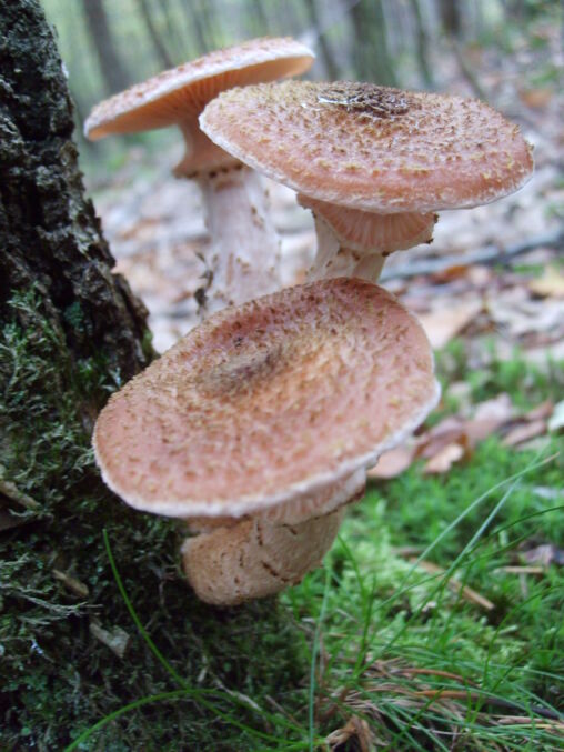 Hongos en un árbol
