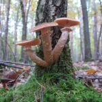 Mushrooms on a tree