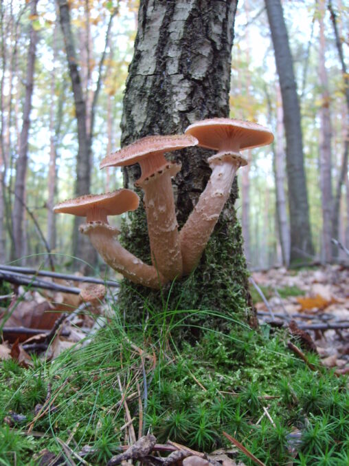 Hongos en un árbol