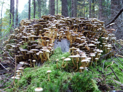 Ciudad de hongos