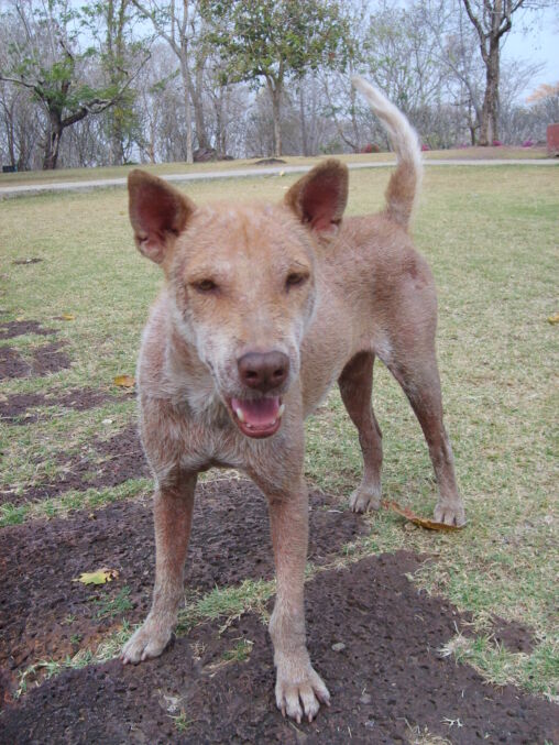 Perro en tailandia