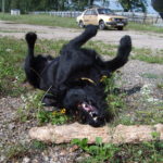 Playing black dog Playing black dog