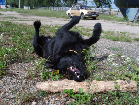 Playing black dog Playing black dog