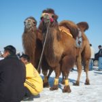 Racing Camel in Mongolia