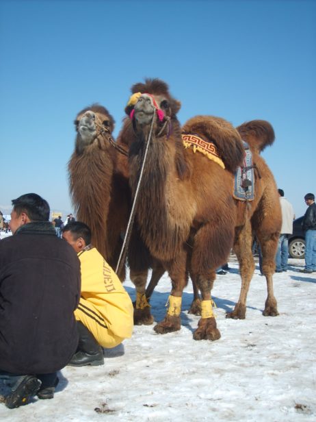 Racing Camel in Mongolia Racing Camel in Mongolia