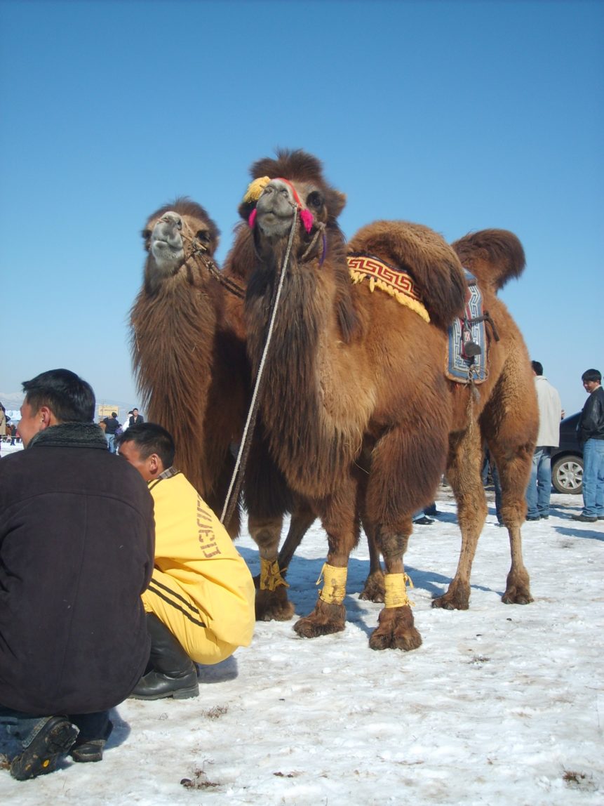 Free photo: Racing Camel in Mongolia