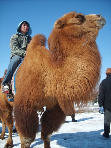 Mongolian racing camel Mongolian racing camel