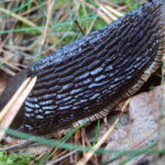The slug in detail