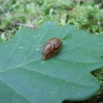 Slug on a leaf