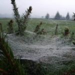 Spider web Spiderweb