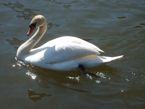 Photo of swan