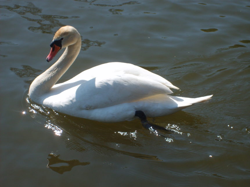 Free photo: Photo of swan