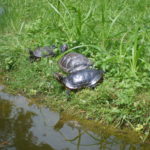 Water turtles