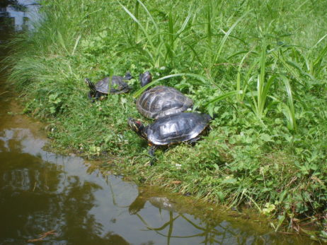 Water turtles Water turtles