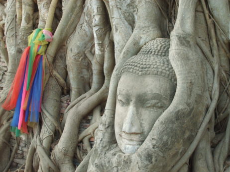 Buddha’s Head In The Tree Buddha’s Head In The Tree