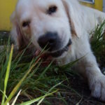 White dog eats bone White dog eats bone.