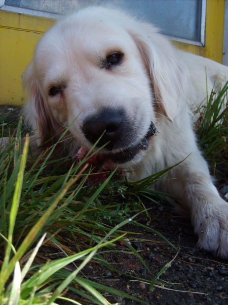 White dog eats bone White dog eats bone