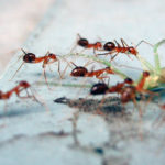Ants eat the grasshopper Ants eat the grasshopper