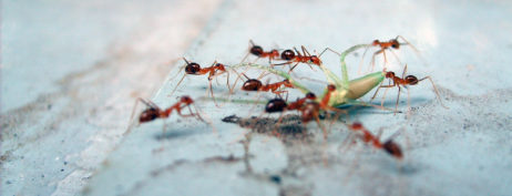 Ants eat the grasshopper Ants eat the grasshopper