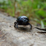 Black beetle crawling on wood Photo of Beetle