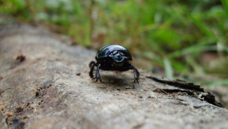 Black beetle crawling on wood Black beetle crawling on wood