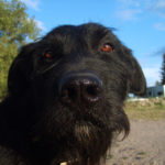 Black dog's face Black dog's face