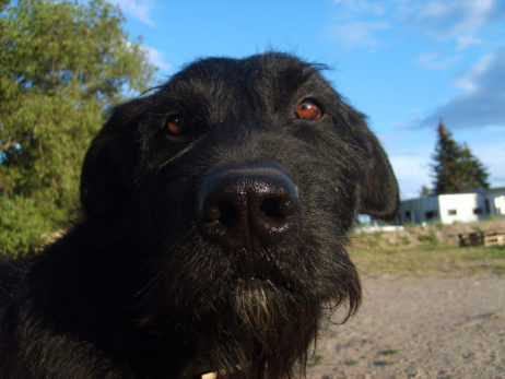 Black dog’s face Black dog’s face