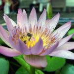 Lotus flower Lotus flower