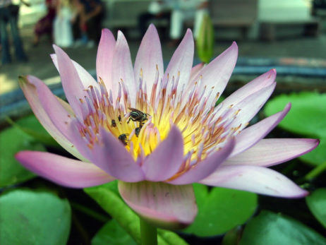 Lotus flower Lotus flower