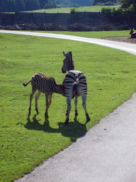 Breastfeeding zebra Breastfeeding zebra