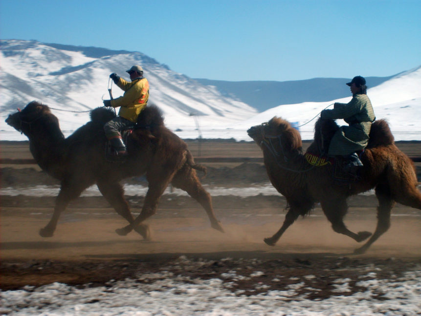 Free photo: Camel race in Mongolia