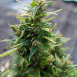 Cannabis blossom Cannabis blossom