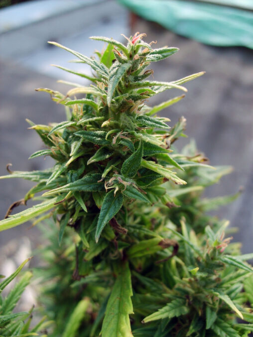 Cannabis blossom