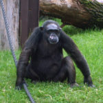 Chimpanzee in Zoo Chimpanzee in Zoo