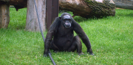 Chimpanzee in Zoo Chimpanzee in Zoo