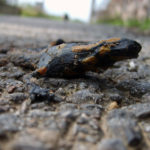 Dead Fire salamander Dead Salamander