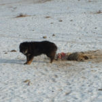 Dog eats a dead dog Dog eats a dead dog