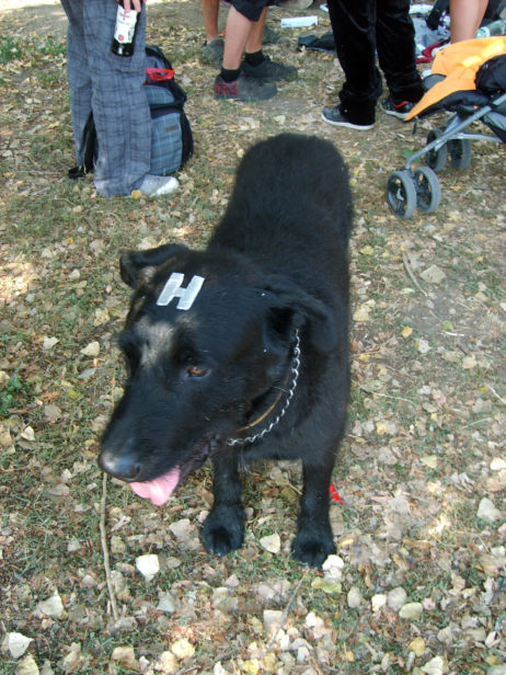 Black dog hologram Black dog hologram