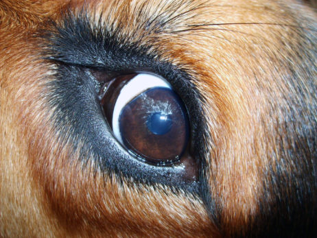 Dog eye Dog eye