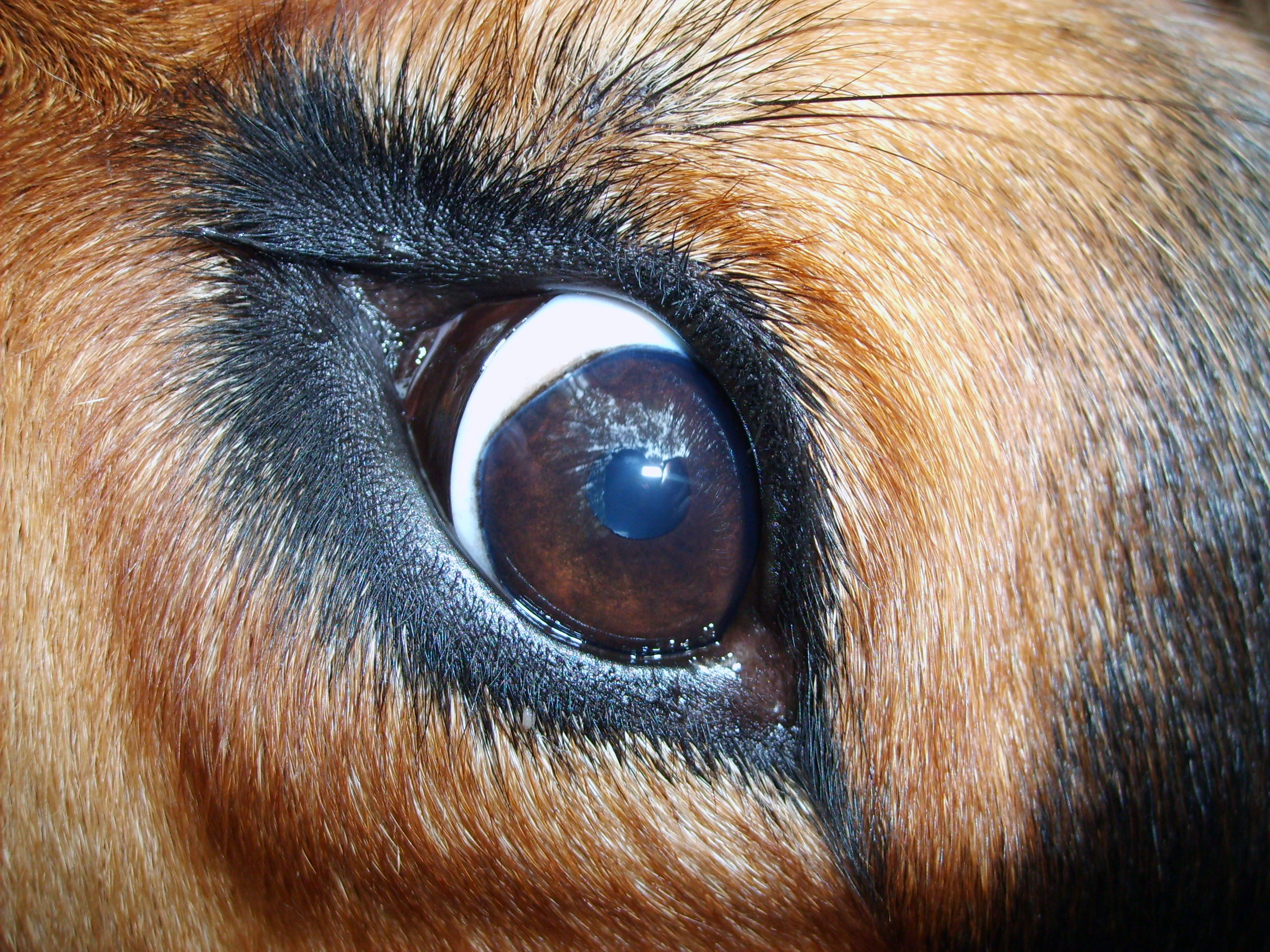 Dog Eye Copyright free Photo by M Vorel LibreShot