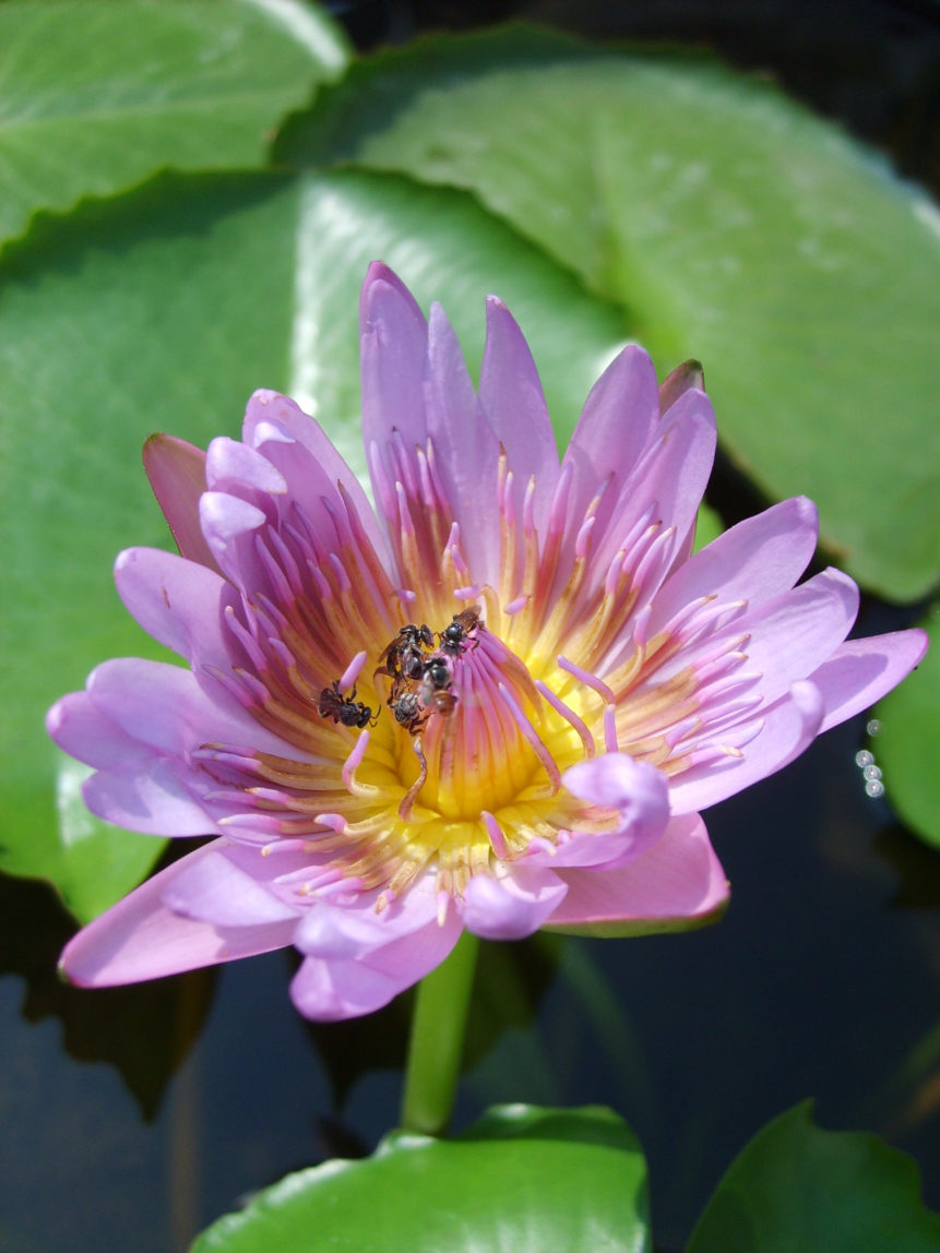 Lotus flower in Thailand Free Stock Photo LibreShot